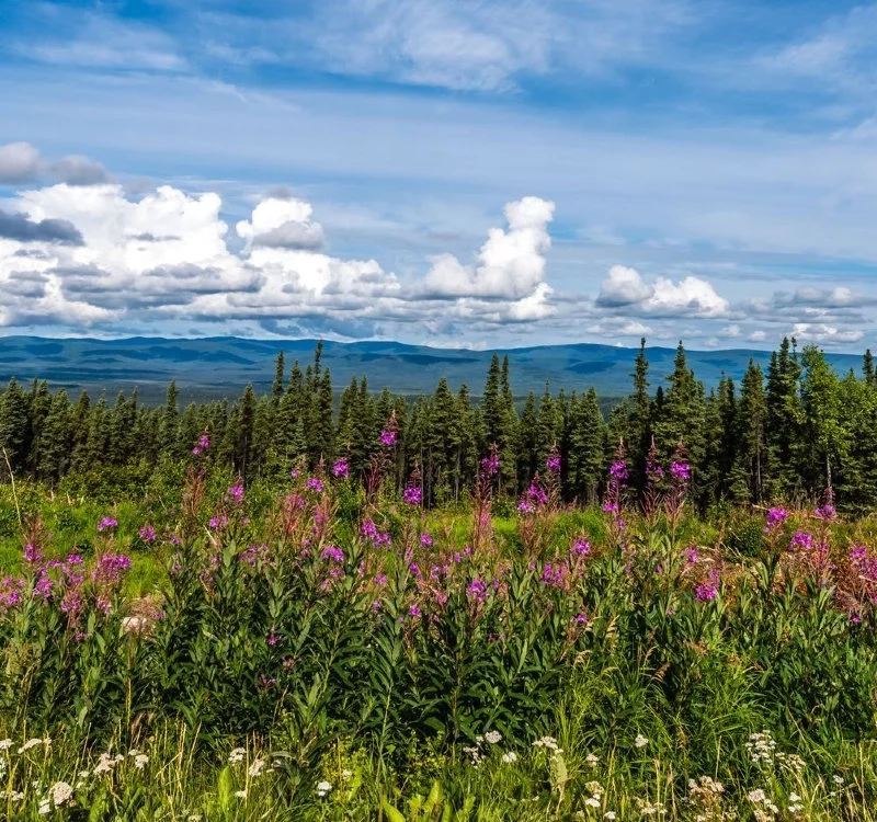 Everything You Need to Know About Fairbanks, Alaska