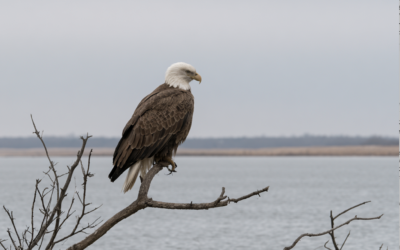 Where to See Bald Eagles Near Dallas: A Winter Guide to Lake Tawakoni